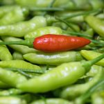pepper the trent – pexels-george-triptogarden-14287651(1)