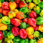 pepper the trent – pexels-ivan-torres-1374651(1)