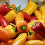 pepper the trent – pexels-nick-collins-1274613(1)