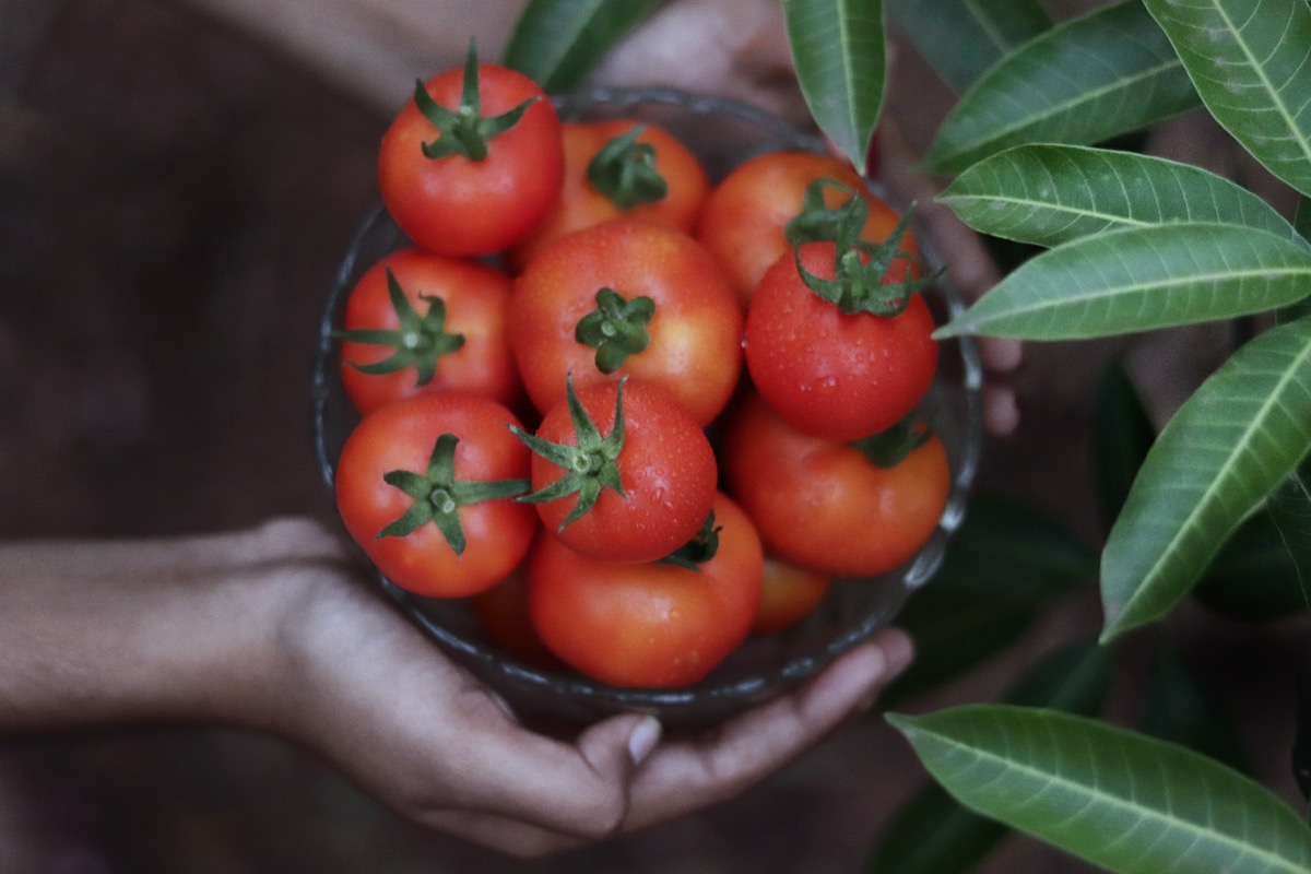 food tomatoes, magical qualities of tomatoes