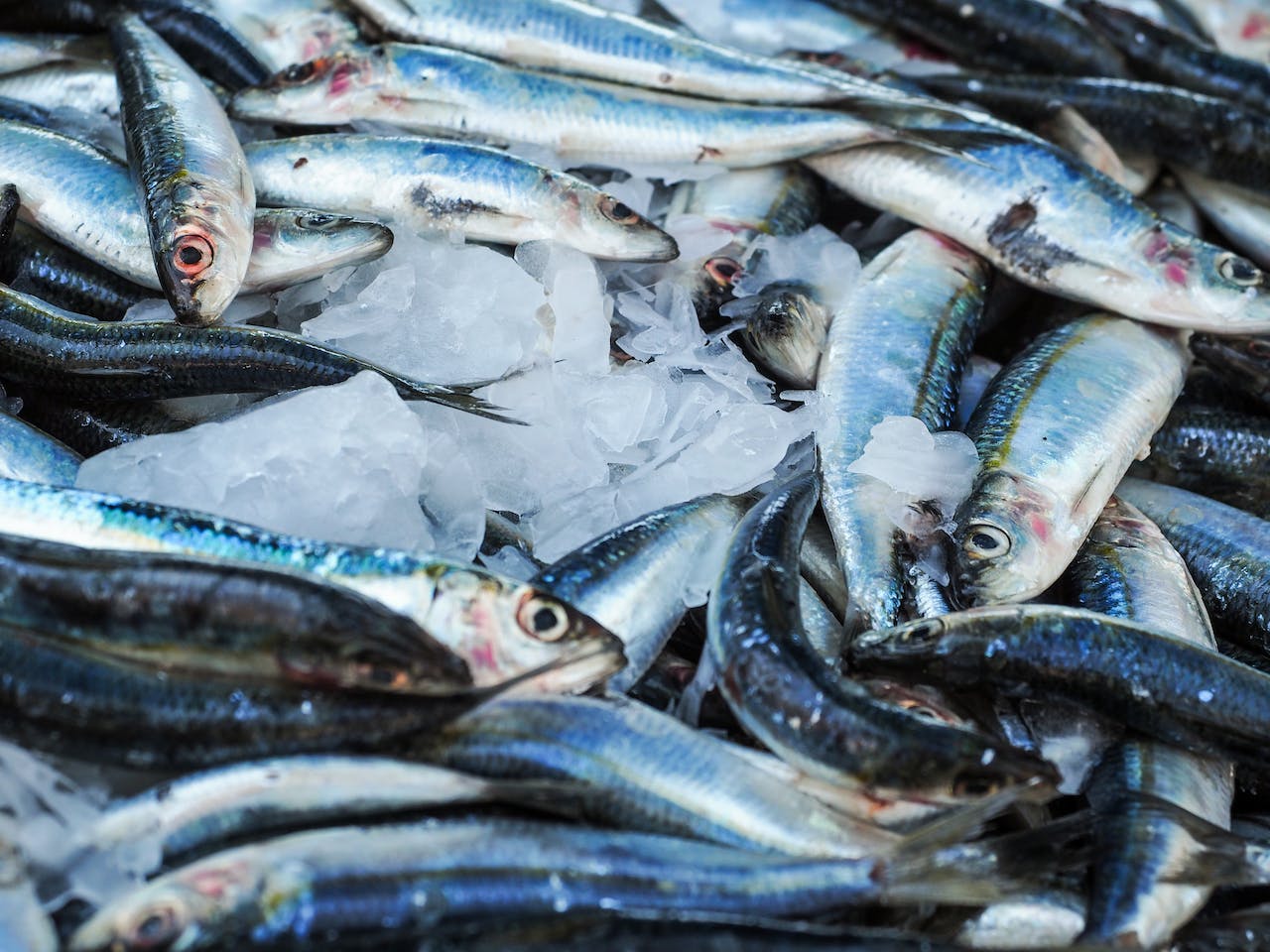 Sam Bankman-Fried Adopts Mackerel as Currency in Prison, Pays for Haircut with Fish