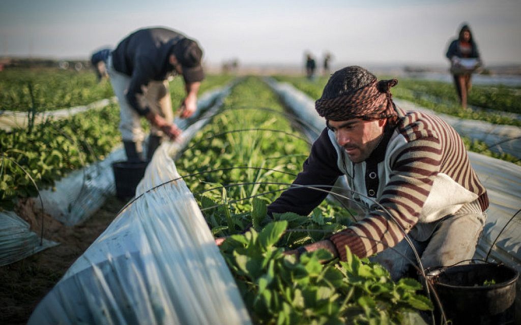 Malawian, Malawian Farm Workers