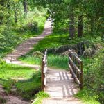 landscape-nature-forest-path-pathway-grass-862052-pxhere