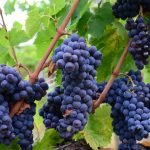 plant-grape-vine-wine-fruit-countryside-871441-pxhere.com