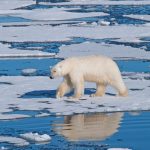 polar-bear-sea-ice_1big_stock(1)