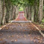 tree-nature-forest-road-trail-sunlight-750184-pxhere.com