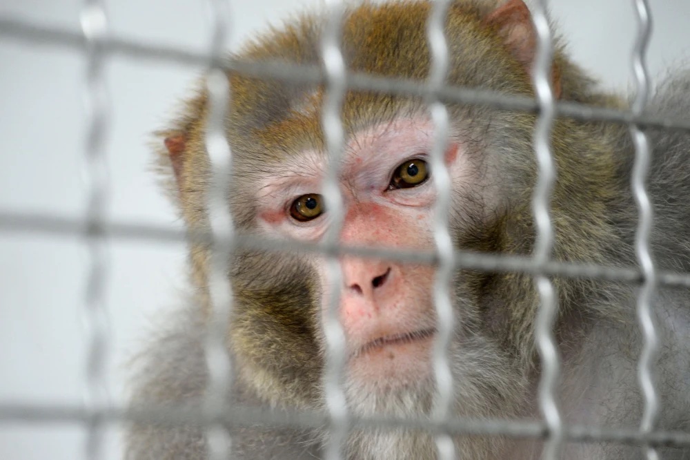 Monkeys
