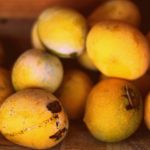 Mango Mangoes Fruit The Trent adeel-shabir-lA5IQaKxetw-unsplash