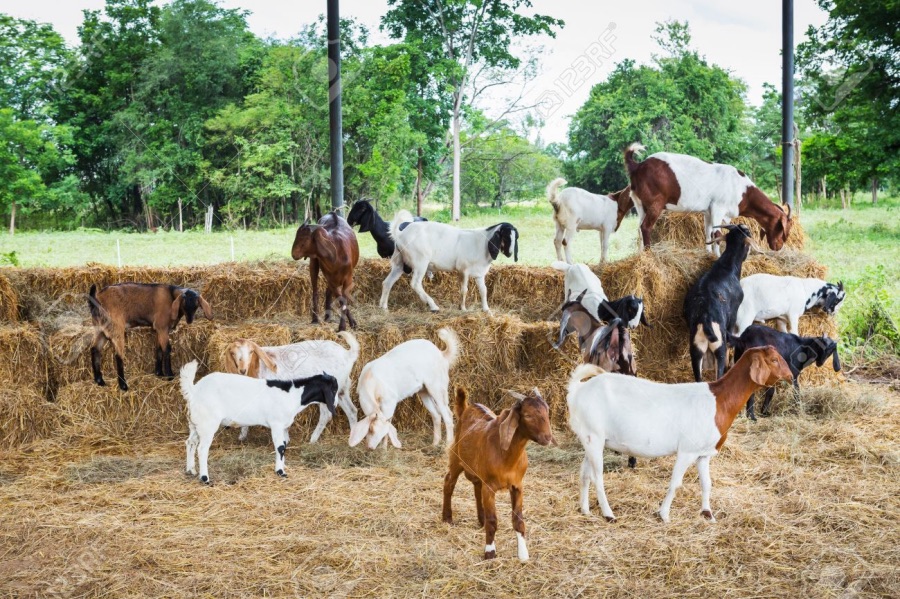 Jigawa