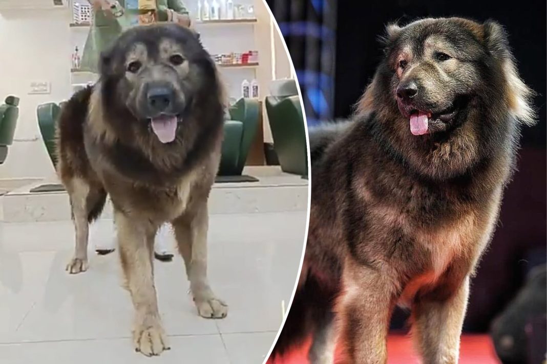 Okami, the world's most expensive dog, wolfdog,