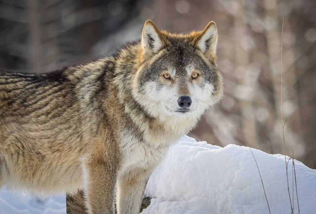 dire wolf
