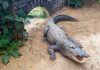 Boy, 3, Critically Injured at UK Zoo After Stranger Throws Him in Crocodile Enclosure crocodile