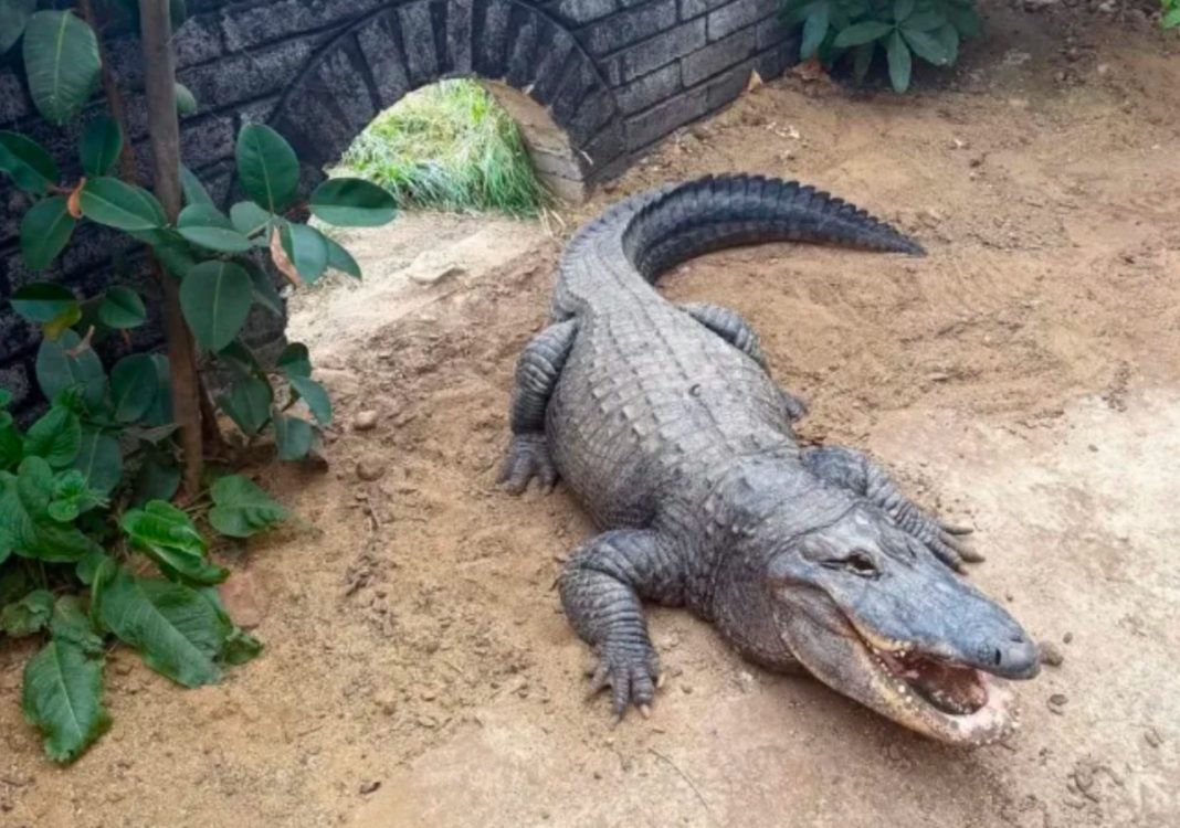 crocodile