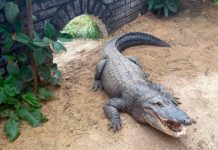 Boy, 3, Critically Injured at UK Zoo After Stranger Throws Him in Crocodile Enclosure crocodile