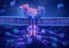 IGF-1 LR3: A Growth Factor Analogue and Its Expanding Role in Molecular Research Peptide Signaling and IGF-1 Receptor Interaction in Cellular Research