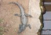 Discount Site Apologises Over Email Seen as Mocking Zoo Crocodile Attack on Child File photo of a crocodile in a zoo. | Dorota "Dee" Trajdos/Reuters