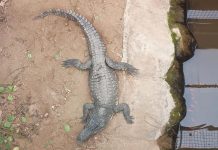 Discount Site Apologises Over Email Seen as Mocking Zoo Crocodile Attack on Child File photo of a crocodile in a zoo. | Dorota "Dee" Trajdos/Reuters