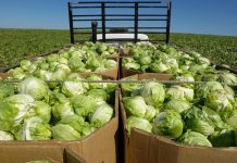Cyclospora Outbreak Linked to Iceberg Lettuce Expands to 9 US States The outbreak of cyclosporiasis has been tied to iceberg lettuce.GomezDavid / Getty Images file