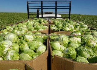 Cyclospora Outbreak Linked to Iceberg Lettuce Expands to 9 US States The outbreak of cyclosporiasis has been tied to iceberg lettuce.GomezDavid / Getty Images file