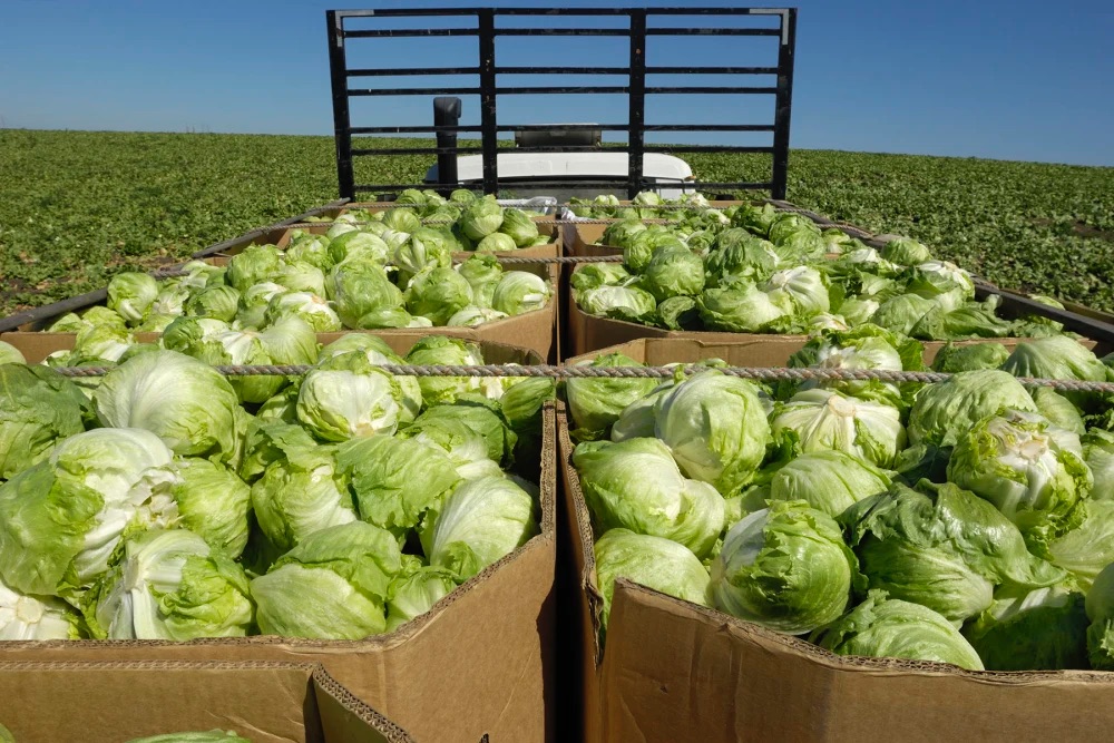 The outbreak of cyclosporiasis has been tied to iceberg lettuce.GomezDavid / Getty Images file