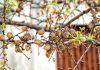 The Watchful Tree: How the Almond Became a Symbol of Authority, Light and Divine Action Almond Tree