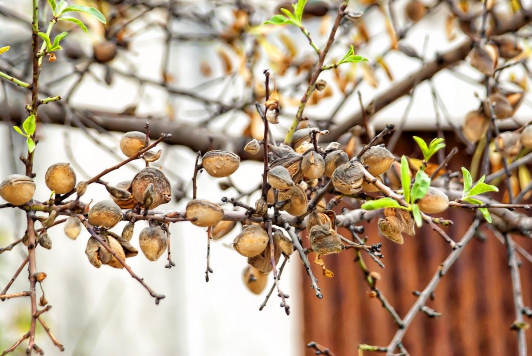 Almond Tree